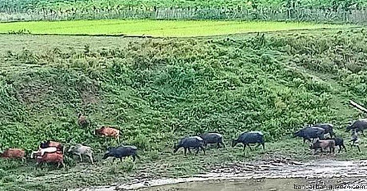 দুই গরু ব্যবসায়ীকে অপহরণের অভিযোগ সীমান্ত থেকে