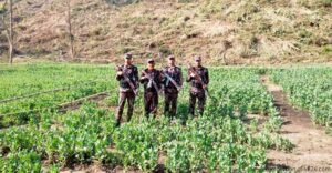 ৩০ একর নিষিদ্ধ পপিক্ষেত ধ্বংস বান্দরবানে