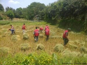 আনসার ও গ্রাম প্রতিরক্ষা বাহিনী বান্দরবানে ধান কেটে কৃষকের বাড়ি পৌঁছে দিল
