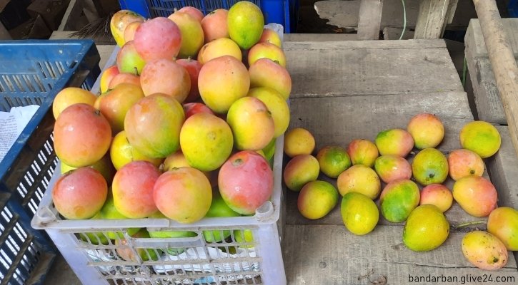 আমের ব্যাপক ফলনে খুশি চাষিরা বান্দরবানে