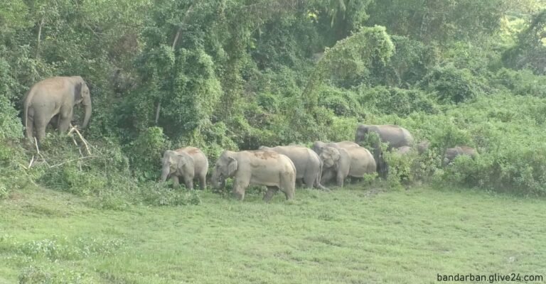 বুনো হাতির আক্রমণে প্রাণ গেলো যুবকের বান্দরবানে