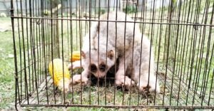 লজ্জাবতী বানর উদ্ধার পাহাড় থেকে মুমূর্ষু অবস্থায়