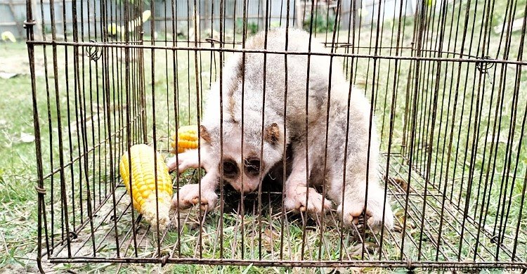 লজ্জাবতী বানর উদ্ধার পাহাড় থেকে মুমূর্ষু অবস্থায়
