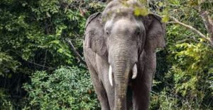 হাতির আক্রমণে প্রাণ গেলো কৃষকের বান্দরবানে