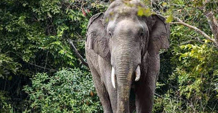 হাতির আক্রমণে প্রাণ গেলো কৃষকের বান্দরবানে