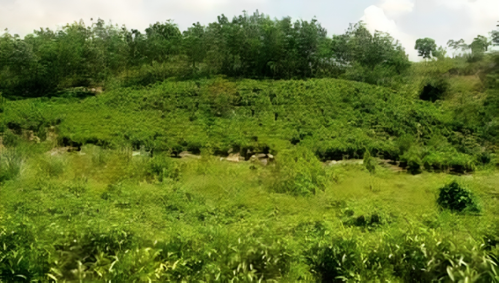 চা বাগান,নাইক্ষ্যংছড়ি