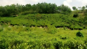 চা বাগান,নাইক্ষ্যংছড়ি